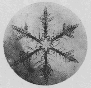 「平面樹枝状の結晶　×13.5」のキャプション付きの写真