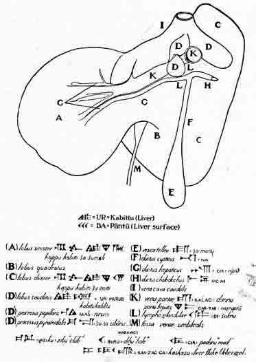 「第８図　ヒツジの肝臓の図。現在の解剖用語とそれに対応するバビロニア語」のキャプション付きの図
