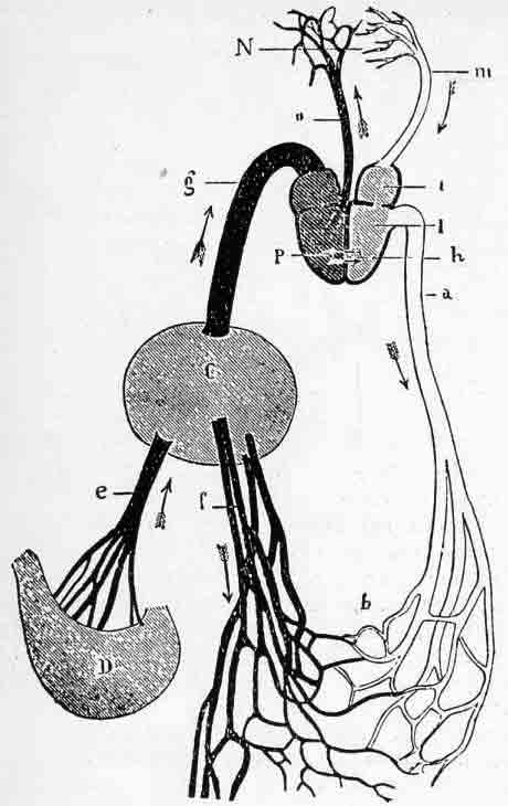 「第31ａ図　ガレノス学説の血管系についての図（ハーヴィの「血液循環」のフランス訳（1879）より）　ａ＝大動脈、ｂ＝動脈と静脈の吻合、Ｃ＝肝臓、Ｄ＝胃、ｆ＝肝を通った静脈、ｇ＝大静脈、ｈ＝心室間の壁の孔、ｉ＝右心房、Ｉ＝左心房、ｍ＝肺静脈、Ｎ＝肺、ｎ＝肺動脈、Ｐ＝右心室」のキャプション付きの図