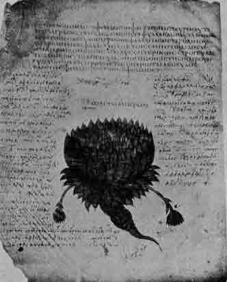 「第34図　ディオスコリデス（＊医師、薬剤学）の「Anicia Juliana」の原稿における万代草（Sempervivum tectorum）の図（５世紀）」のキャプション付きの図