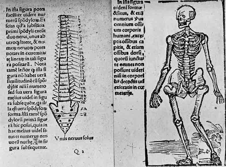 「第64図　ヴェサリウスの先任教授ベレンガリウス（1521年頃）が書いた脊椎（第70図との比較）」のキャプション付きの図