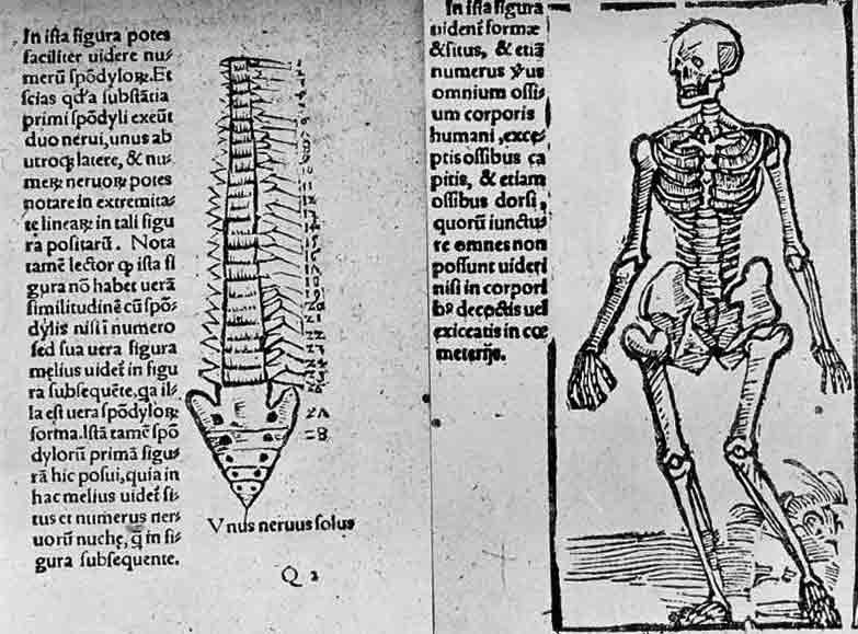 「第64図 ヴェサリウスの先任教授ベレンガリウス(1521年頃)が書いた脊椎(第70図との比較)」のキャプション付きの図