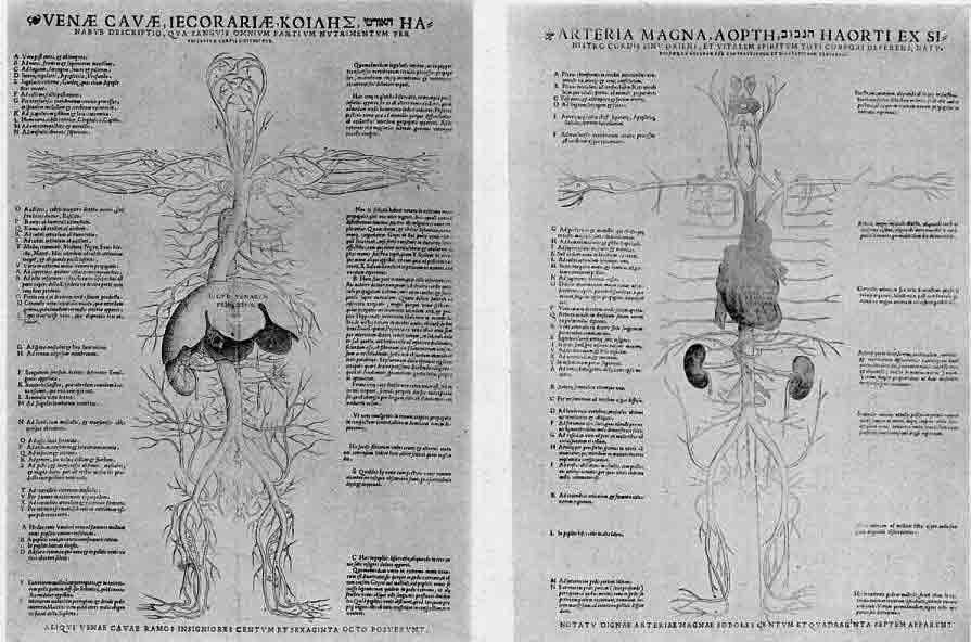 「第67、68図　ヴェサリウスの「解剖の図」（1538）における血管系についてのガレノスの見解（静脈：Ａ、動脈：Ｂ）」のキャプション付きの図
