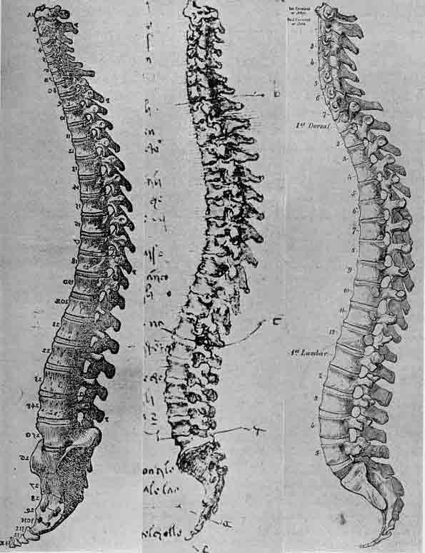 「第70図　脊椎　ヴェサリウス（左）レオナルド（中心）対照として現代（1856）のヴァンダイク・カーター（右）　レオナルドの描写の優れていることを示す。」のキャプション付きの図