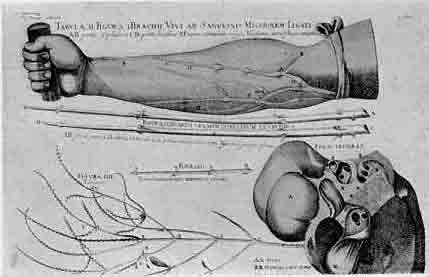 「第73図　腕の静脈の弁を示す方法（1603）」のキャプション付きの図