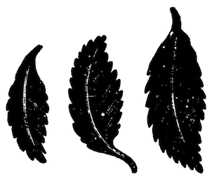 「Tea-Leaves(茶葉)」のキャプション付きの挿絵