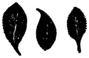 「Sloe-Leaves(スローの葉)」のキャプション付きの挿絵