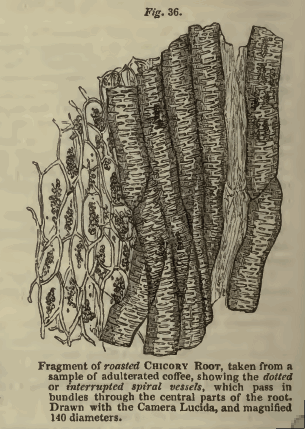 「Fig36 チコリーの根(chicory root).」のキャプション付きの図