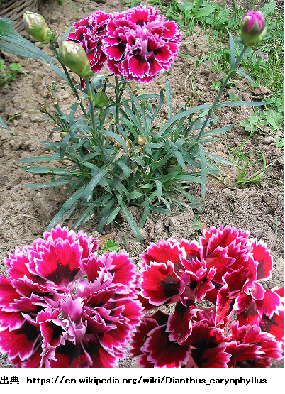 花2