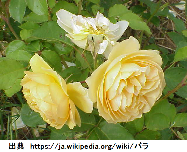 花4